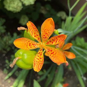 Meet your Posher, Karen